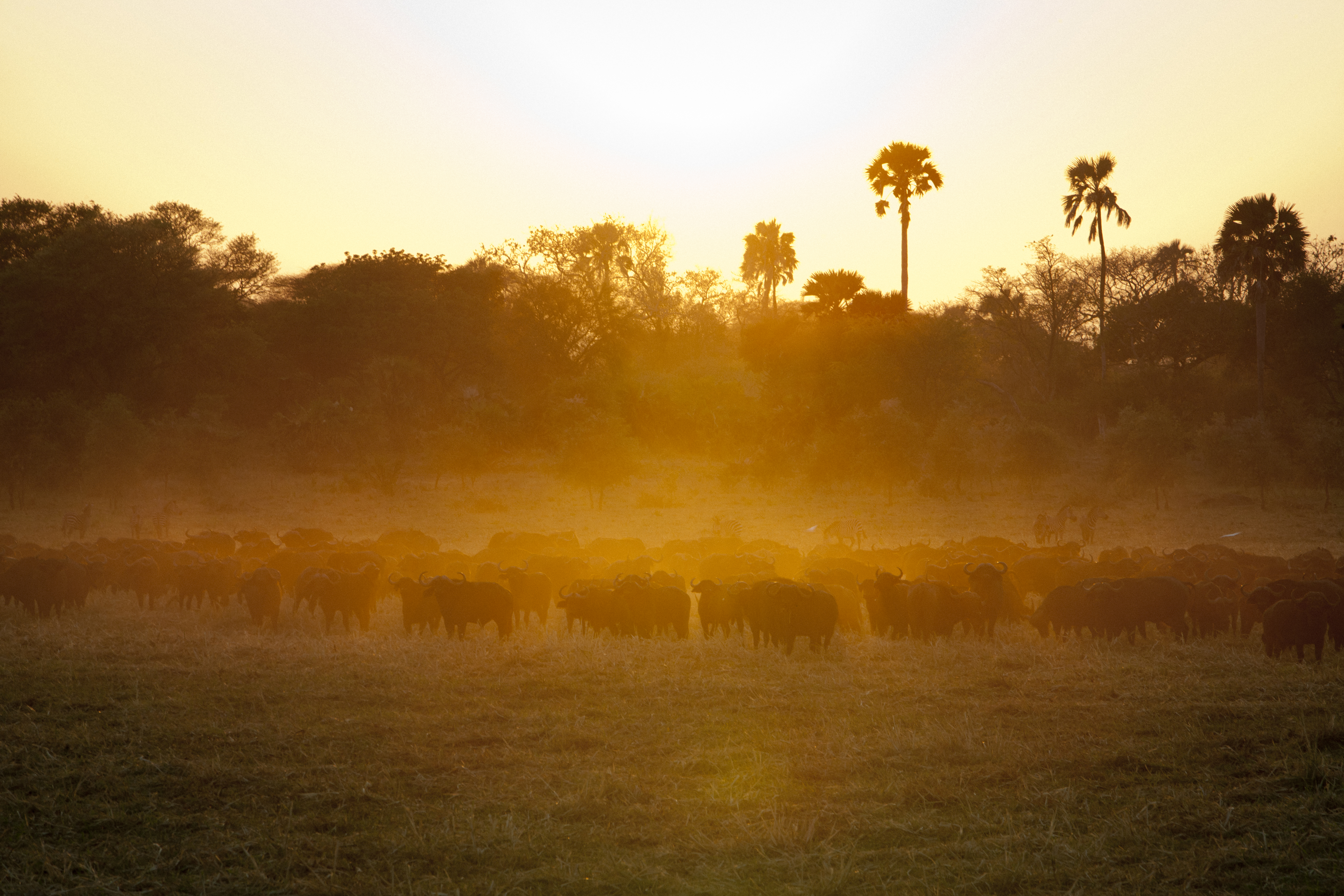 Herd of Buffalo at sunset