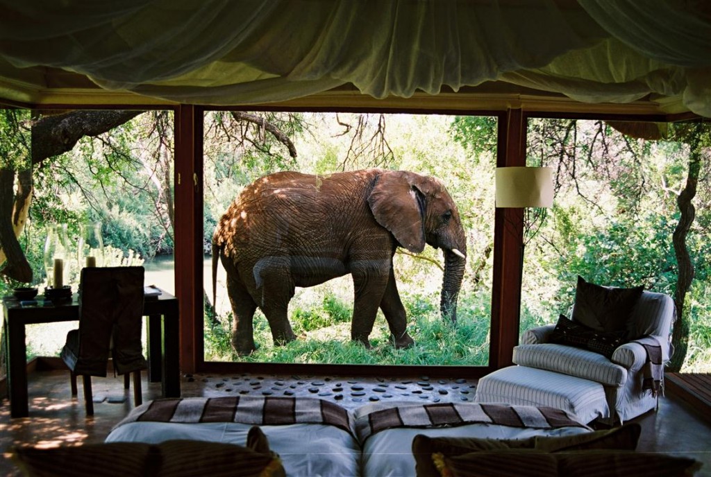 Elephant Outside Suite 02 (Medium)