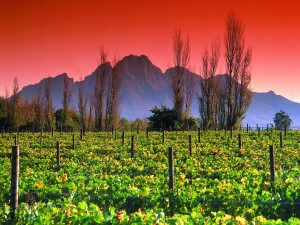 The Winelands-01302651