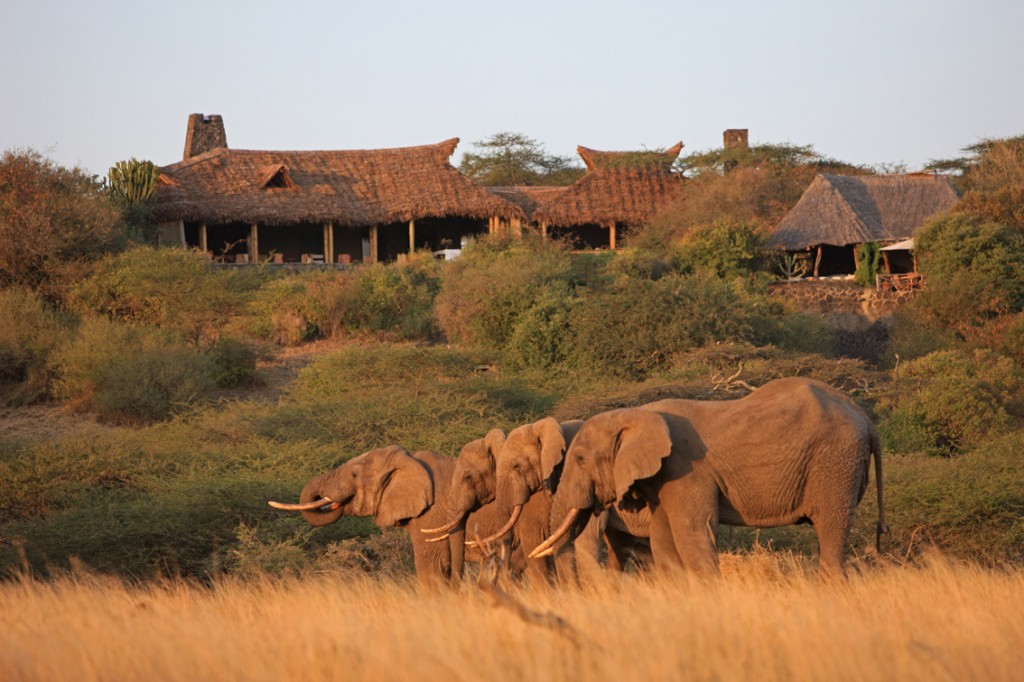 elephants