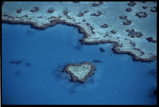 heart shaped coral2