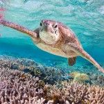The Great Barrier Reef - Turquoise Holidays