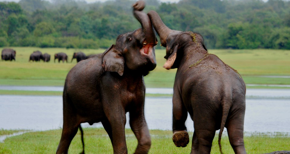 Sri Lanka Elephants