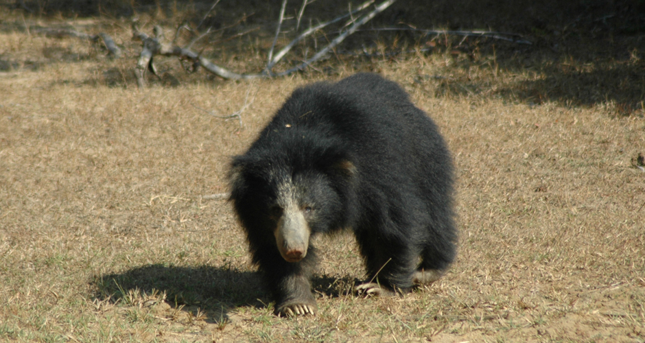 Sri Lanka Sloth Bear