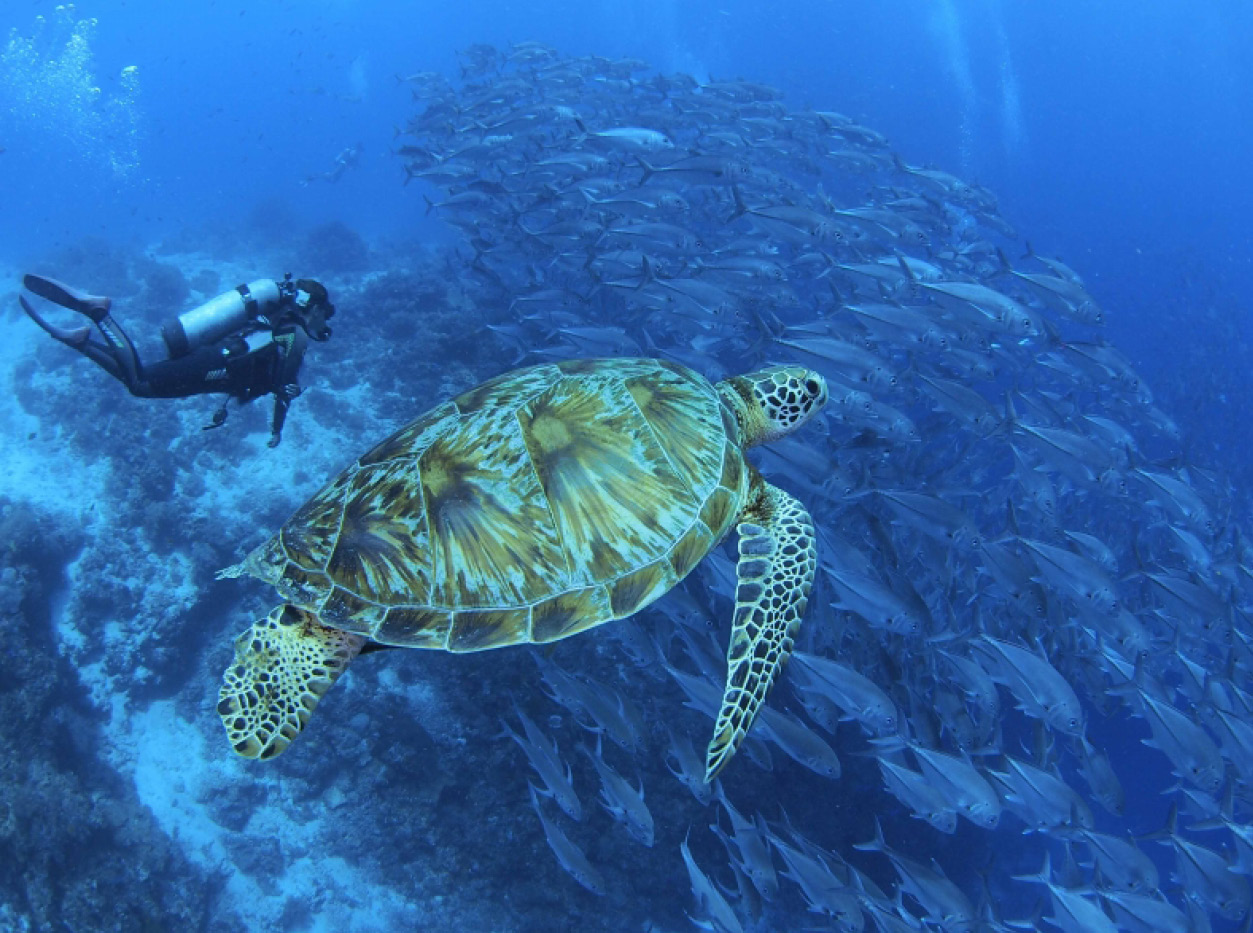 diving holiday in the philippines