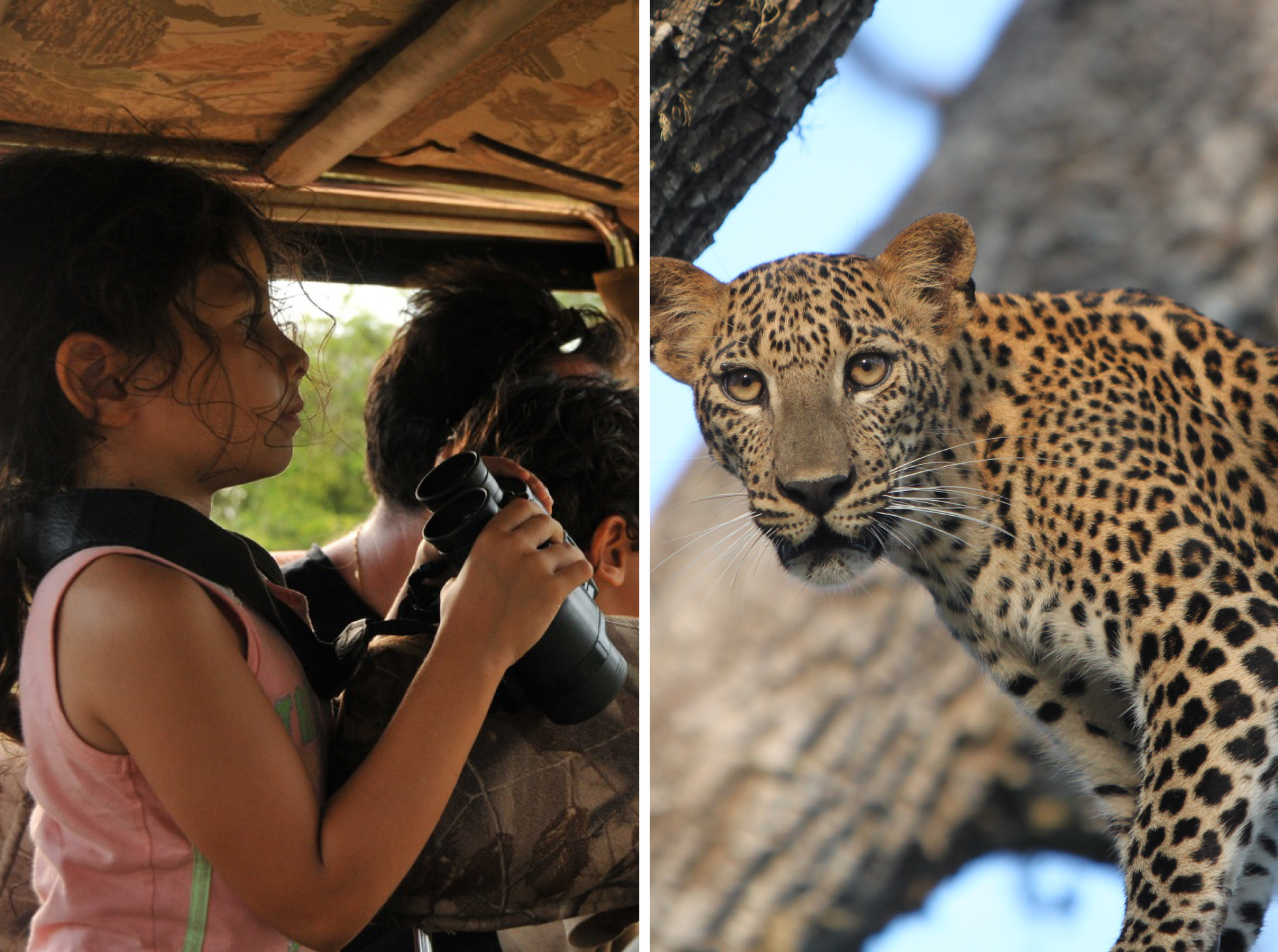 noel-rodrigo-leopard-safari-yala-national-park-sri-lanka-leopard