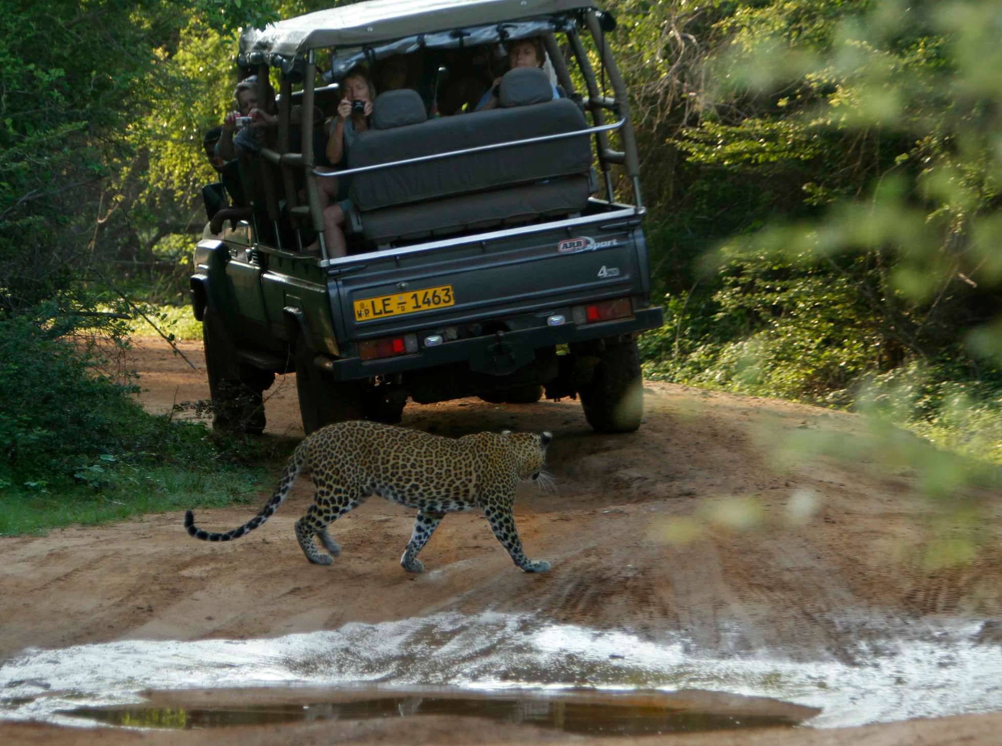 noel-rodrigo-leopard-safari-yala-national-park-sri-lanka-safari-leopard