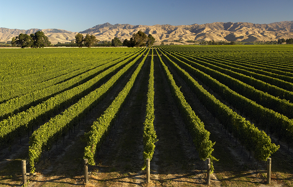 marlborough_vineyard_2