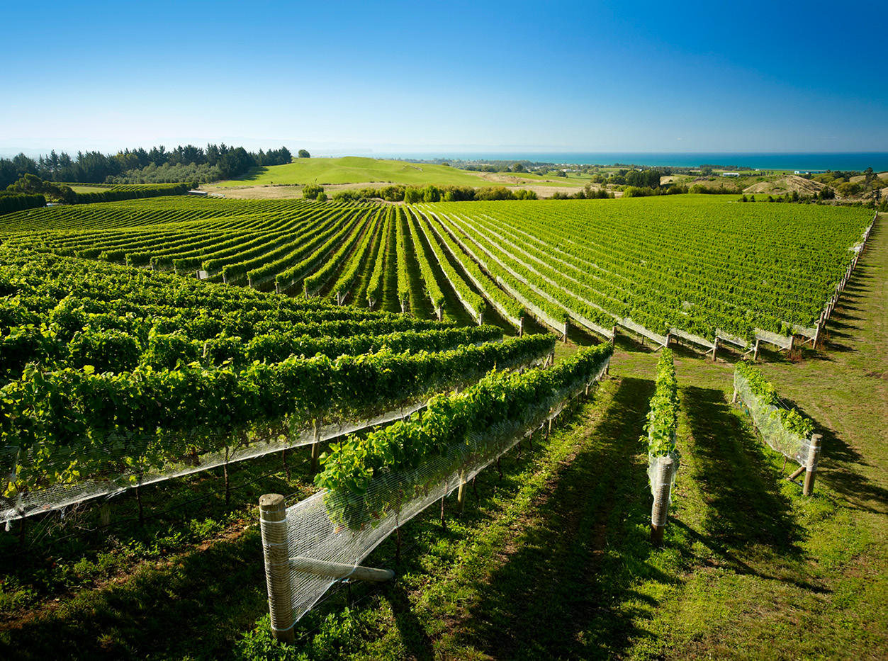 vineyard new zealand wine 