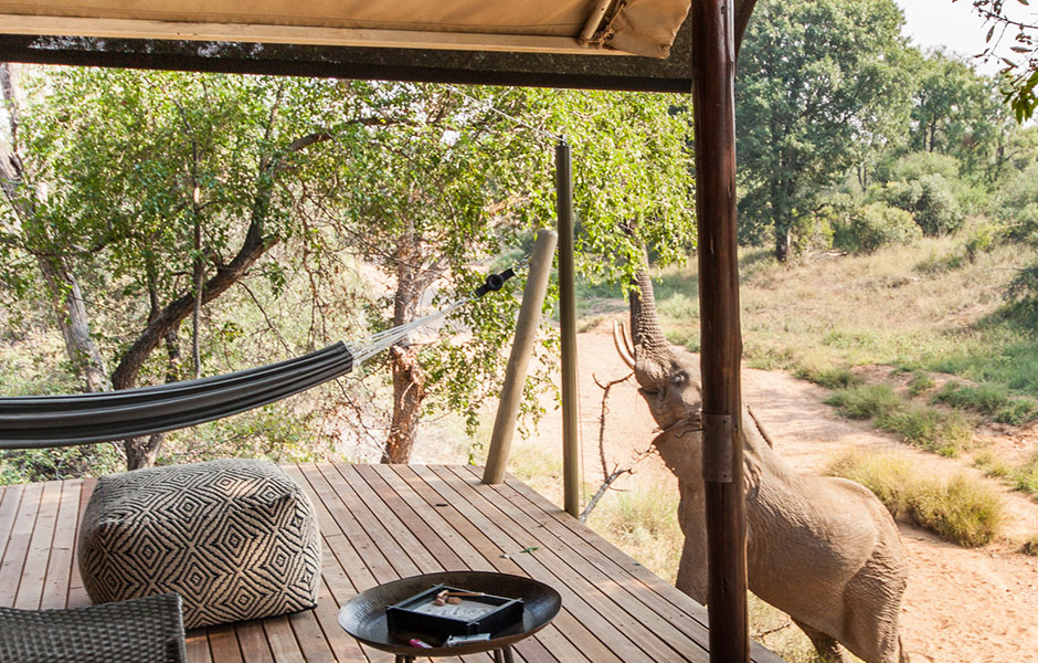 Garonga_accommodation safari south africa elephant