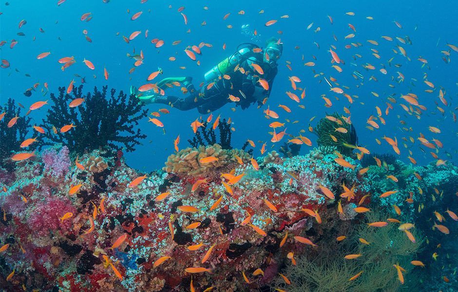 milaidhoo maldives diving