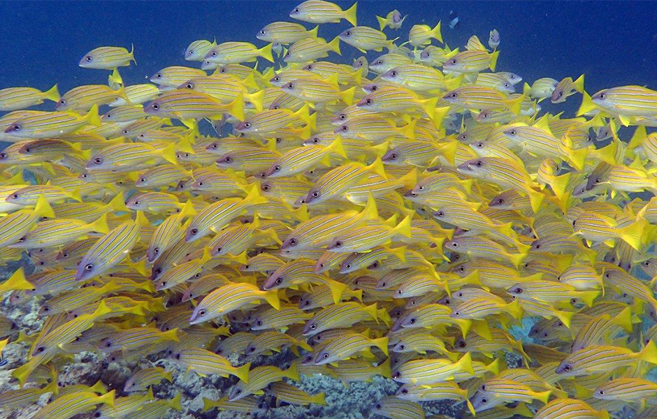 milaidhoo maldives snorkelling 