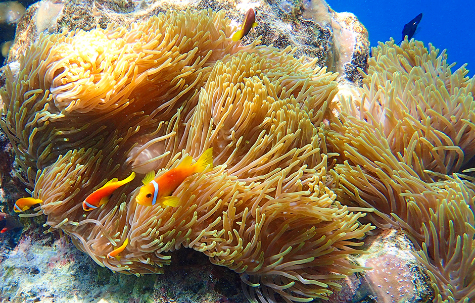 milaidhoo nemo