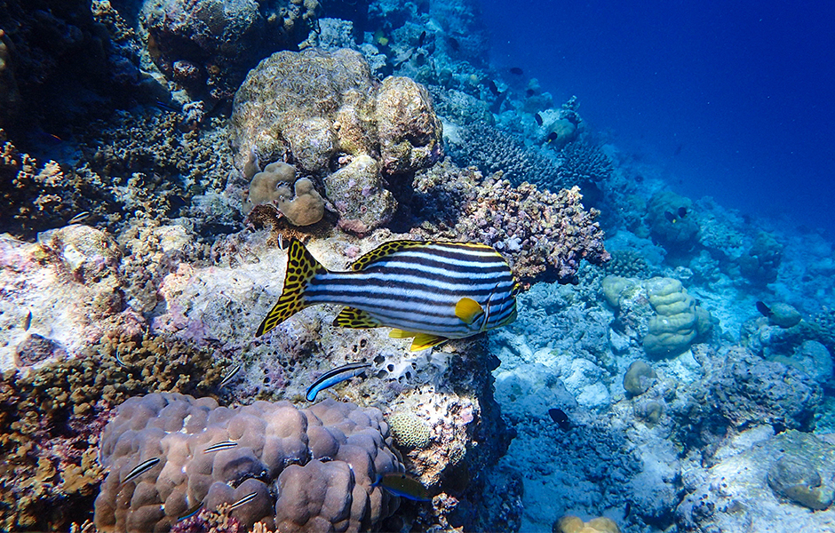 milaidhoo oriental sweet lips