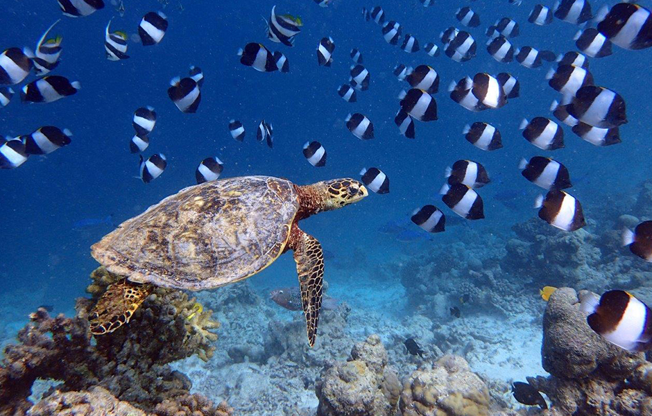 milaidhoo snokelling maldives turtle