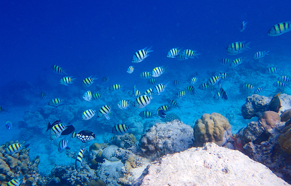 milaidhoo snorkelling maldives