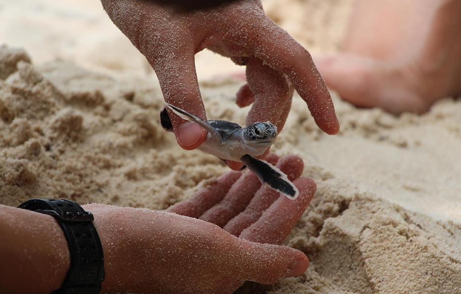 baby turtles tanjong jara 