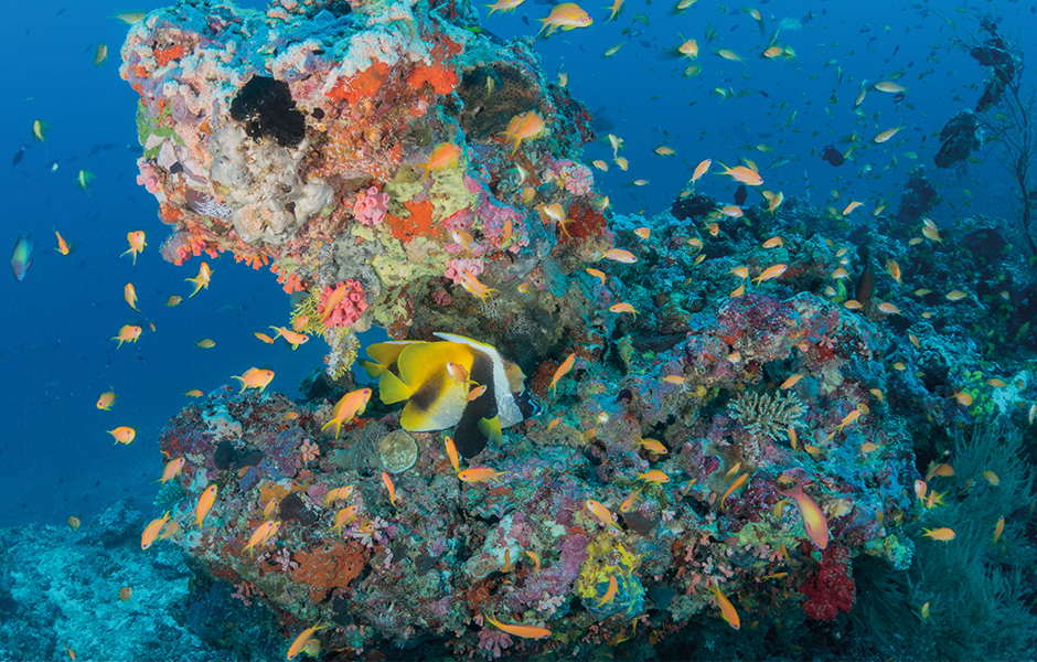 maldives underwater