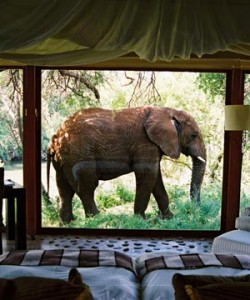 Makanyane Safari Lodge