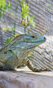 young Blue awaiting release