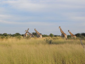 giraffes