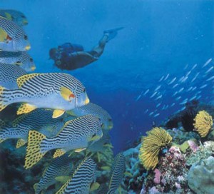 scuba diving grand cayman