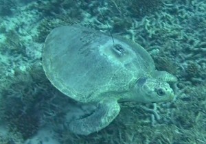 a turtle names olivia in the maldives