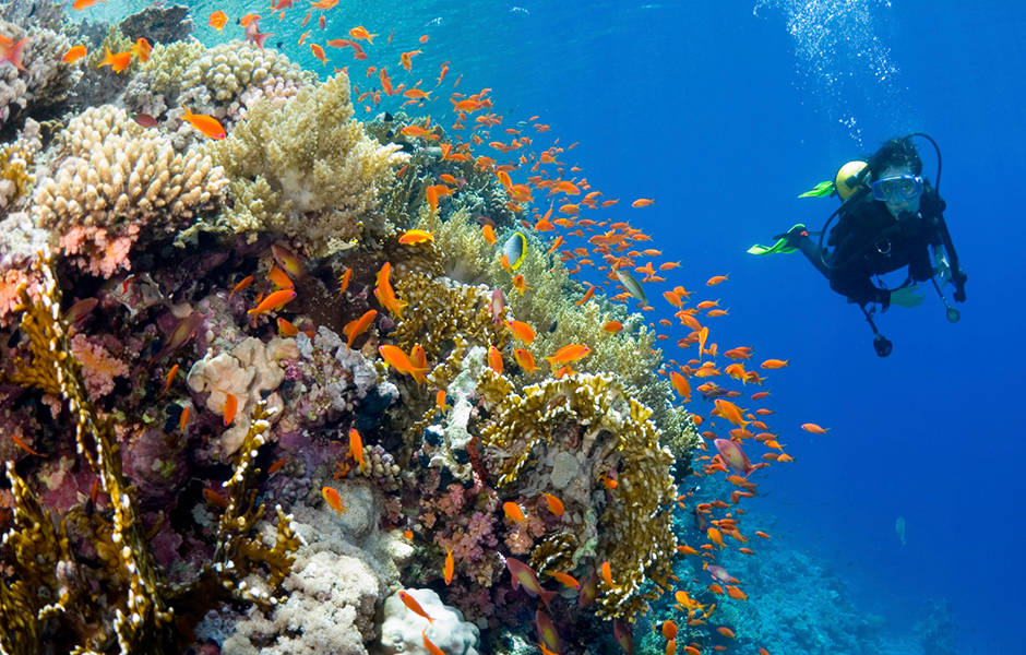 underwater discoveries in fiji from yasawa island resort