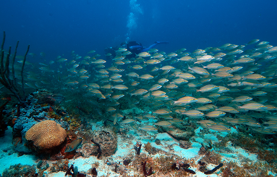 Petit st vincent caribbean snorkelling