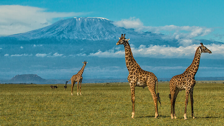 kenya giraffes with mount Kilimanjaro background
