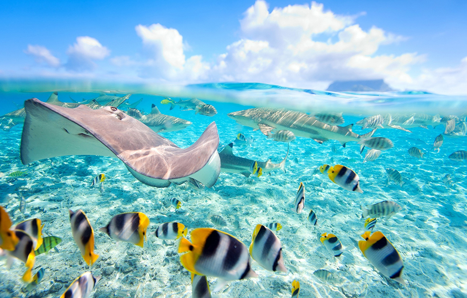 beautiful underwater stingray and fish in bora bora