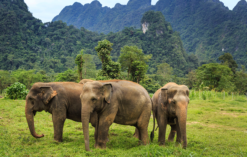 Elephant hills tented jungle camp Thailand experience