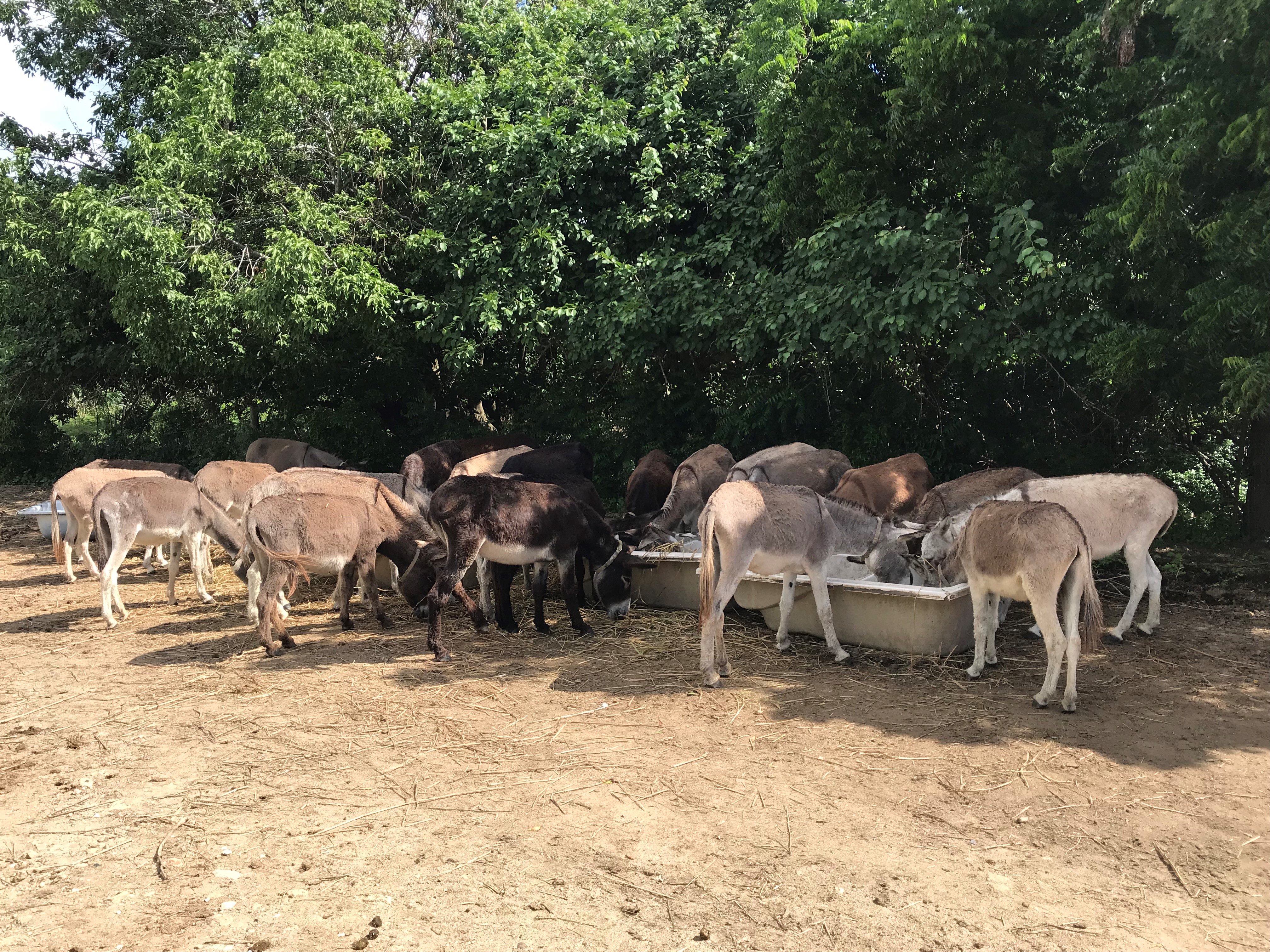 Donkey Sanctuary Antigua