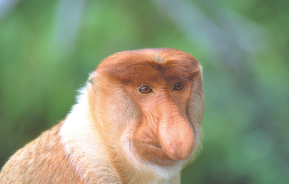 borneo monkey