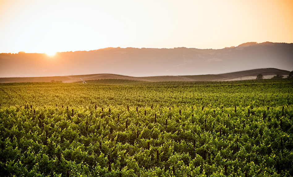 Napa and Sonoma
