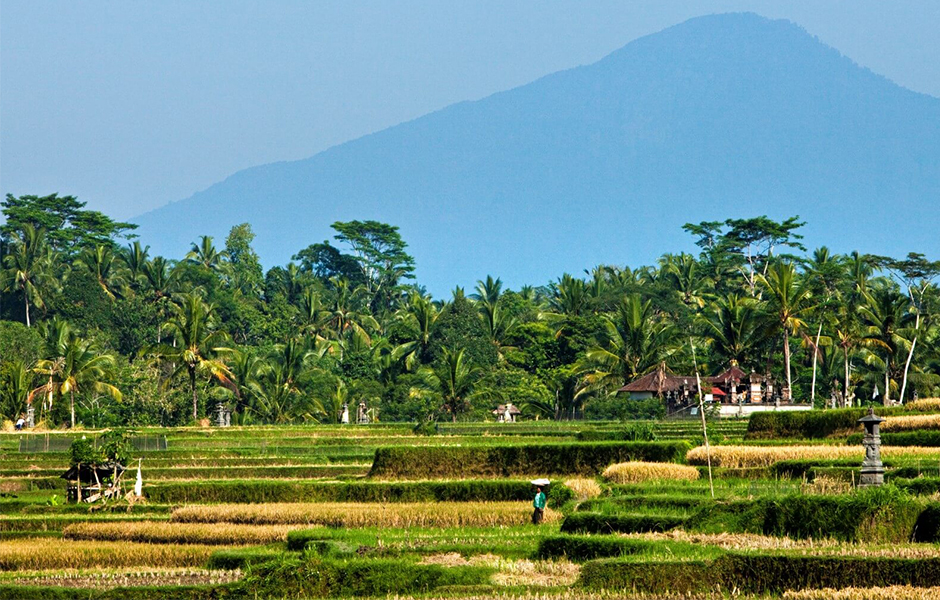 rice paddy fields bali