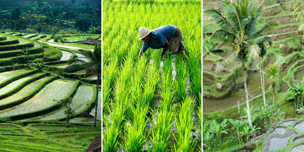 rice paddy fields