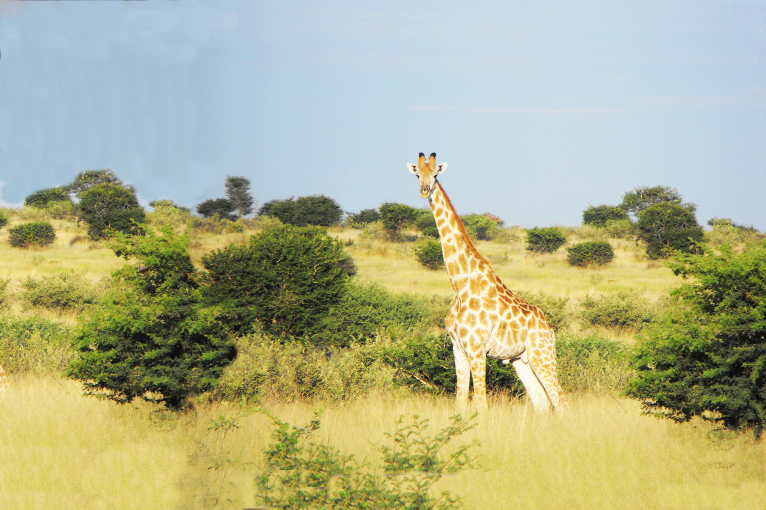 giraffe spotted in botswana