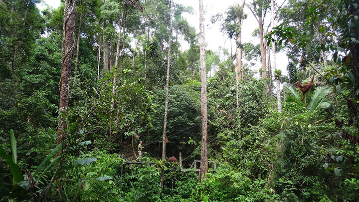 Semenggoh Sanctuary