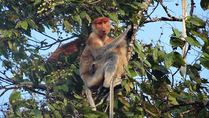 Kinabatangan River