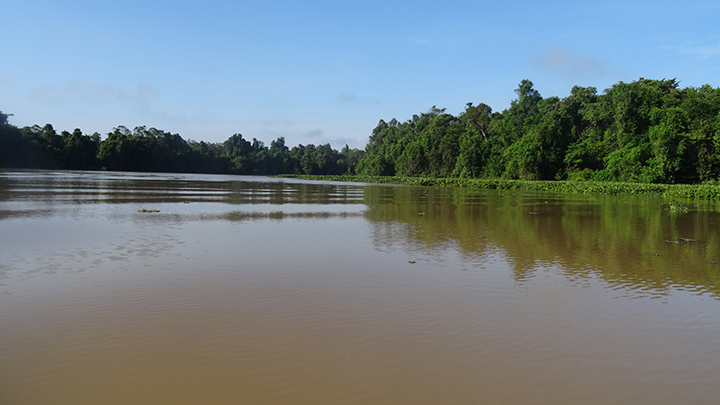 Kinabatangan River