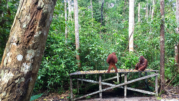 Kalimantan