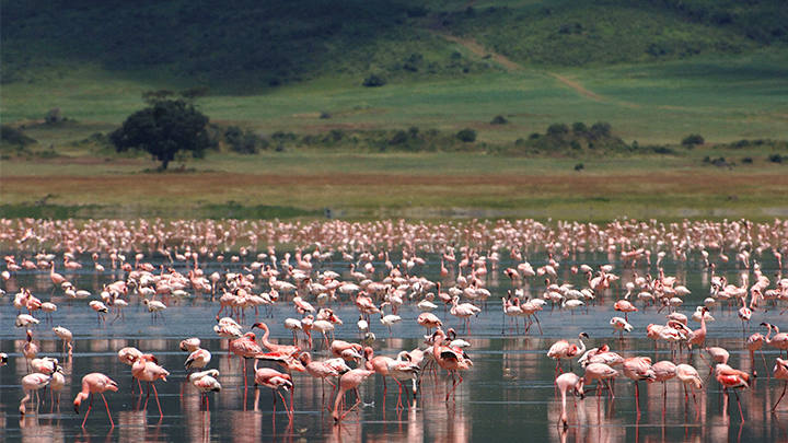 Ngorongoro