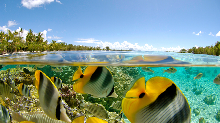 Coral garden