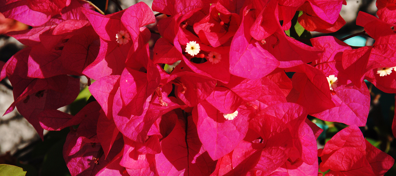 Bougainvillea National Flower.