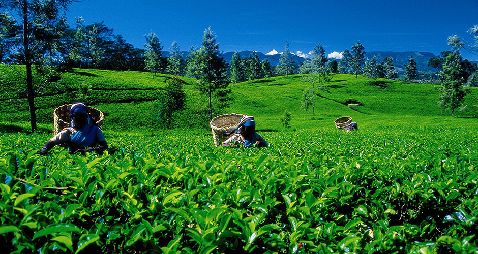 tea pickers in sri lanka