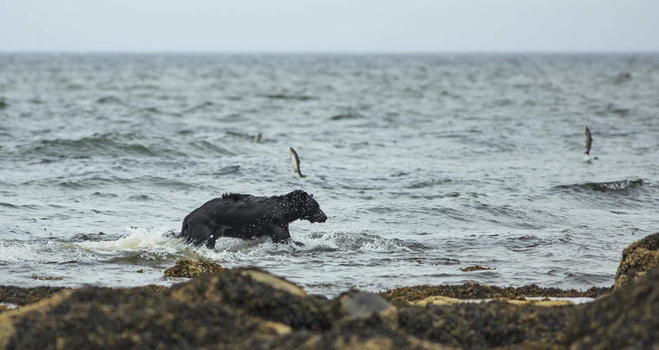 bear in the sea in British Columbia