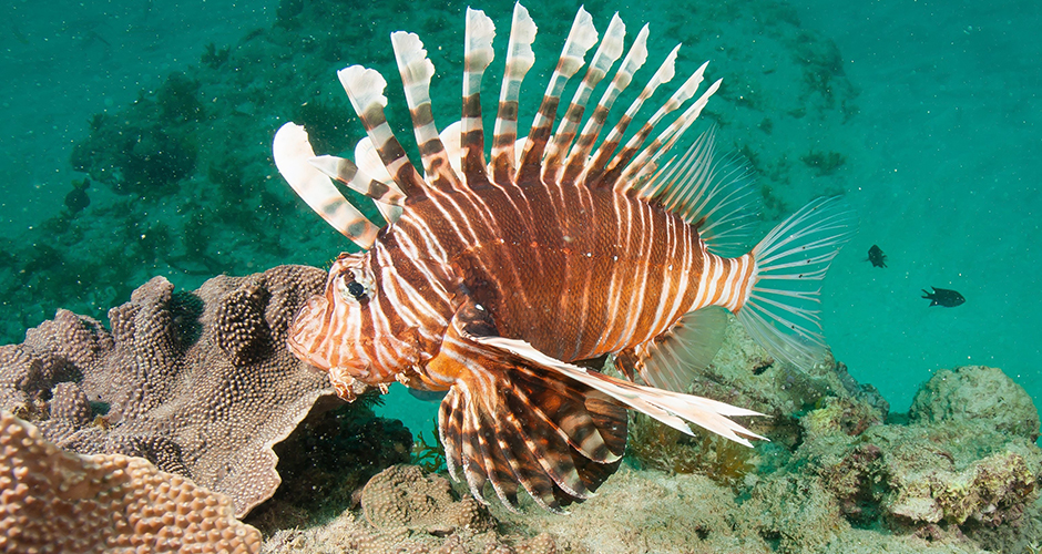 lion fish great barrier reef