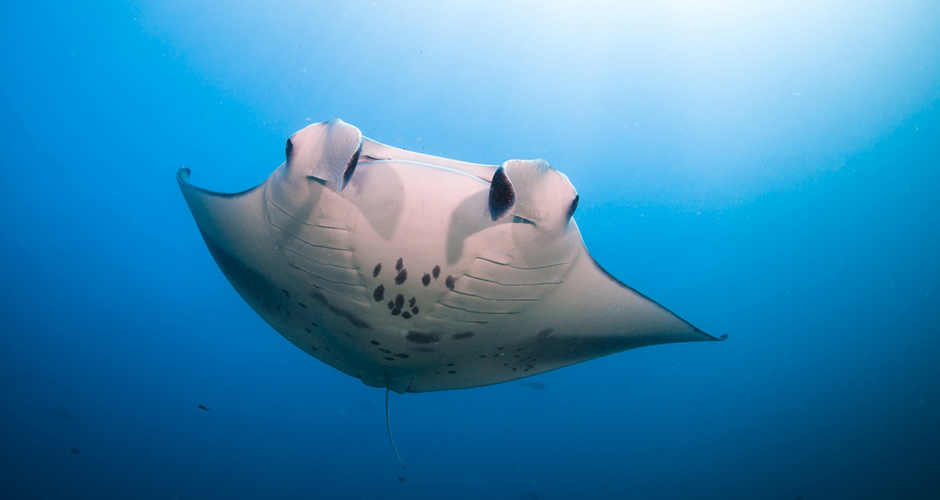 manta rays ini the maldives