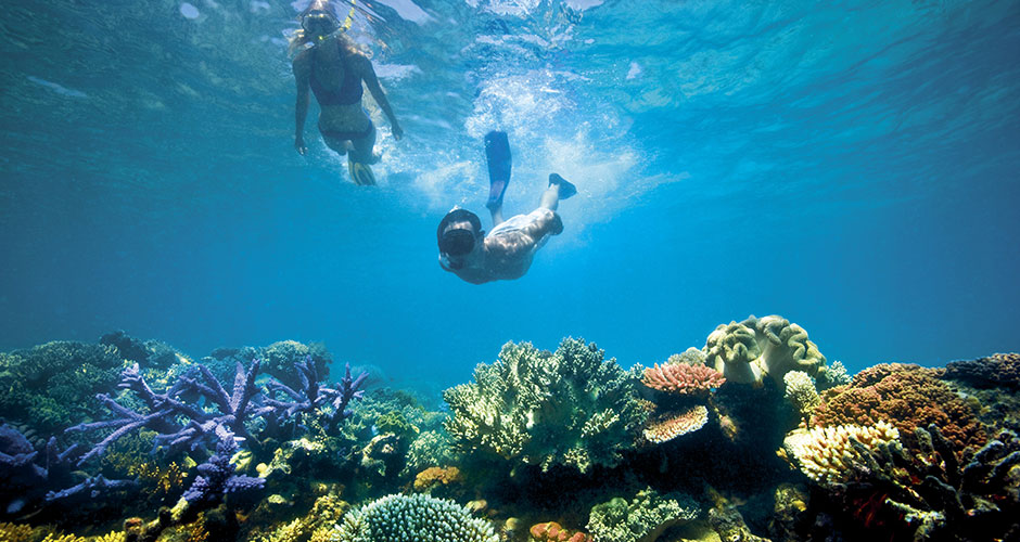 Lizard Island Great Barrier Reef Snorkelling